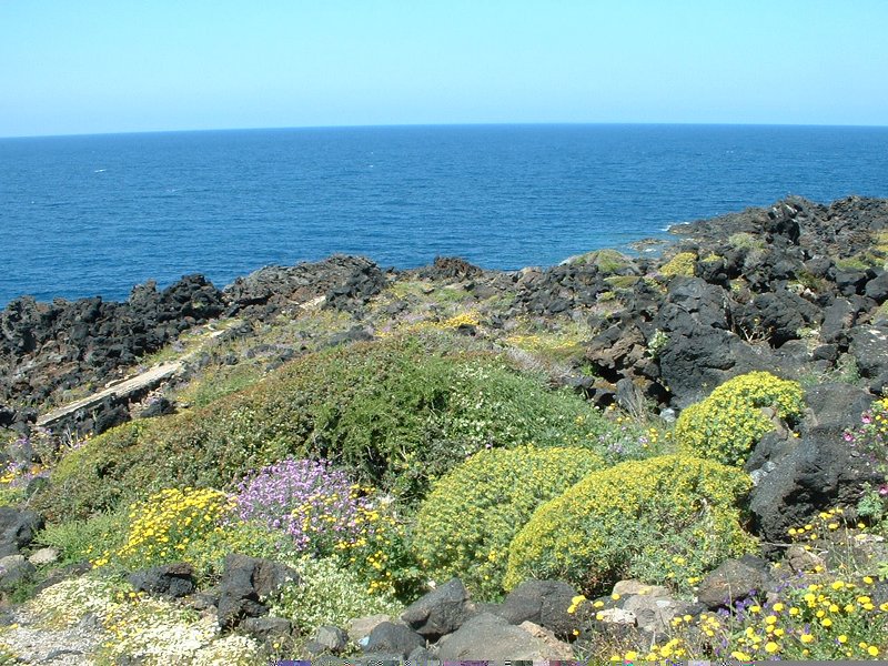 Flora on the coast
