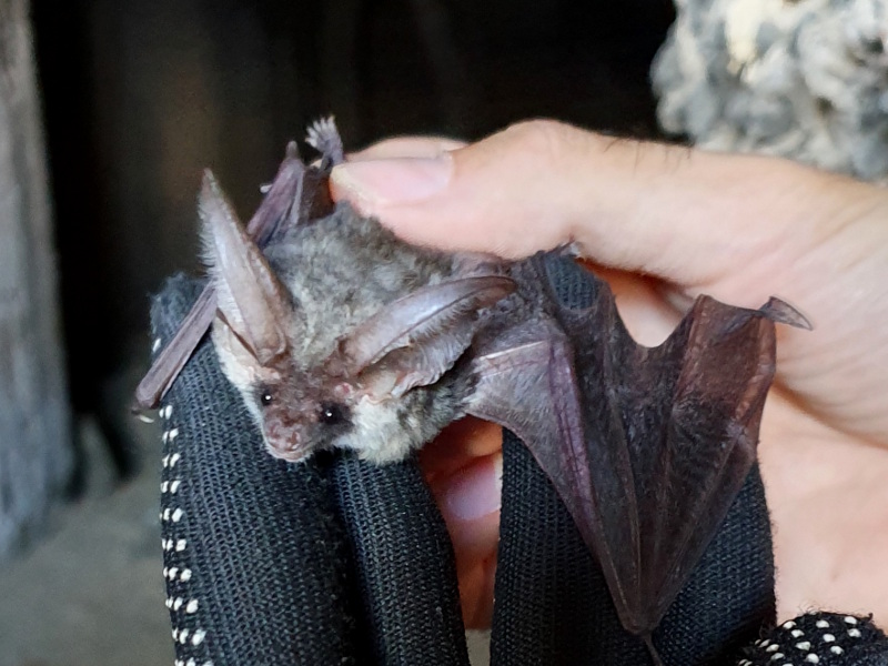 Pantelleria bats