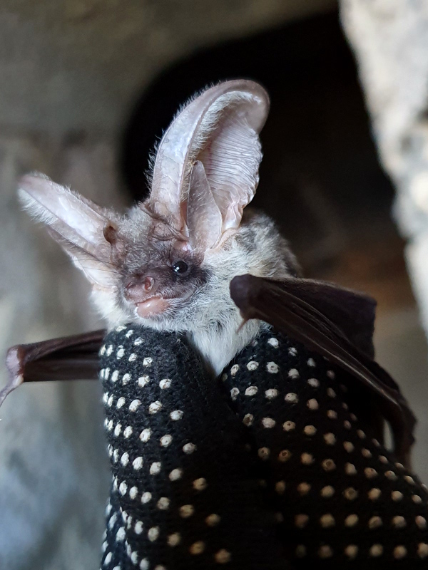 Pantelleria bats