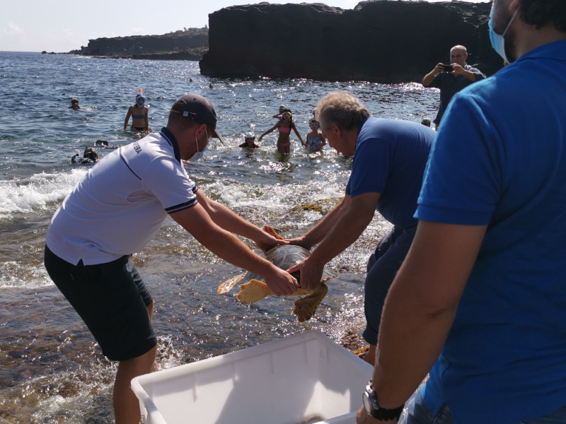 Puck, la caretta caretta ricoverata a Favignana, torna nelle acque di Pantelleria