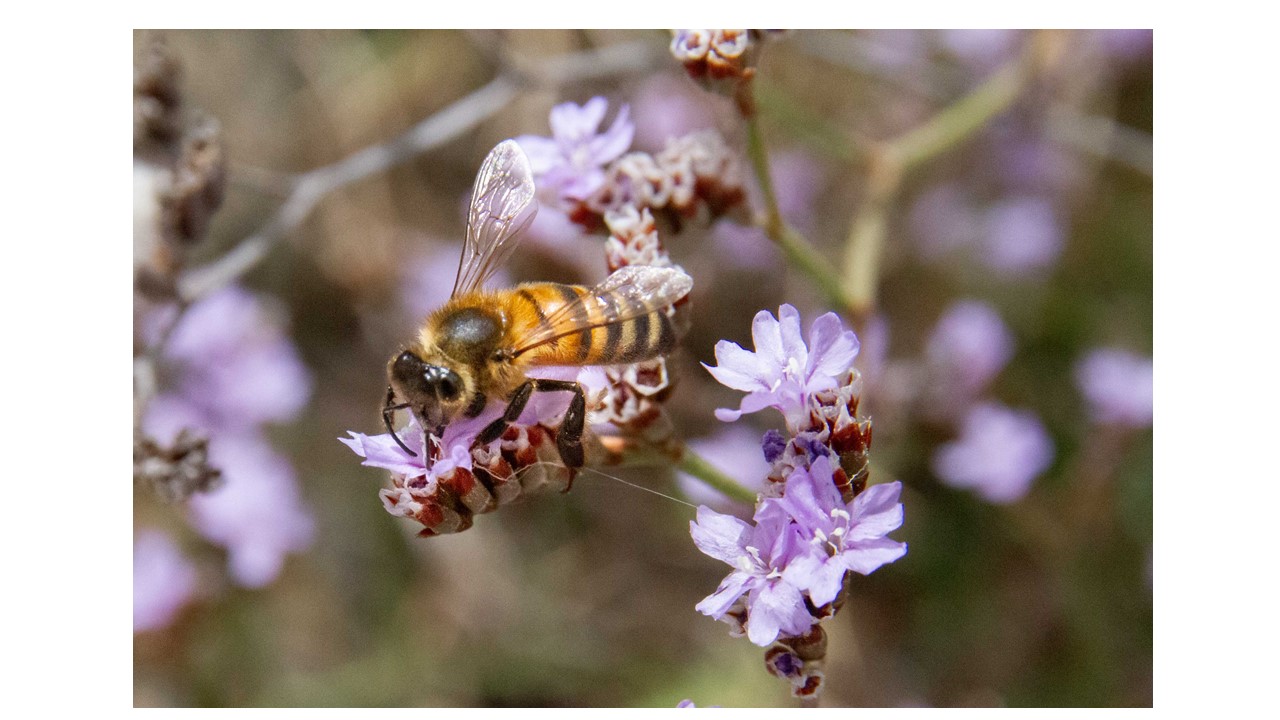 IN PANTELLERIA, FROM 16 TO 20 MAY, THE FIRST INTERNATIONAL SCIENTIFIC MEETING DEDICATED TO “POLLINATORS”. REGISTRATION OPEN ON THE PARK WEBSITE